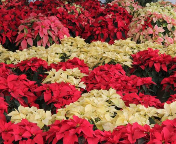 Poinsettia_03