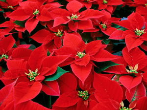 Poinsettia_01