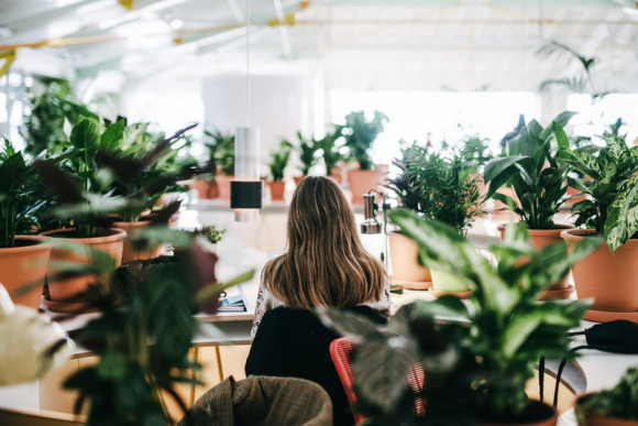 Plante-bureau_03