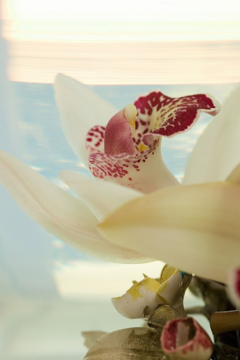 Cymbidium