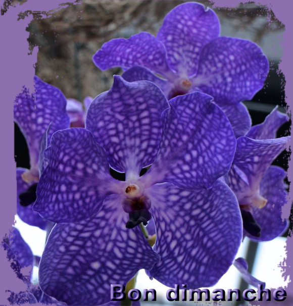 Vanda dimanche 2