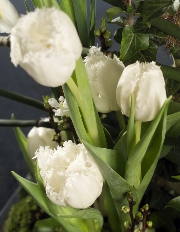 Tulipes blanches