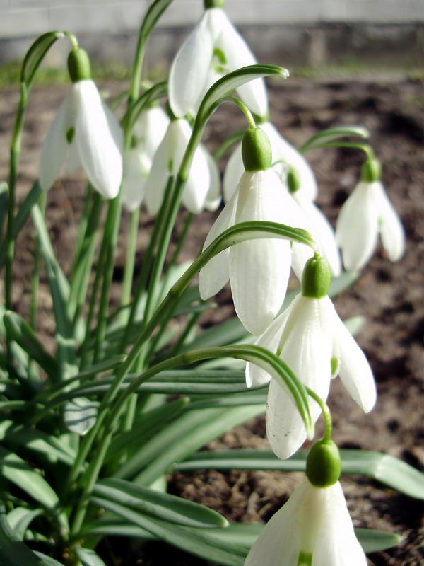 Galanthus_nivalis_1