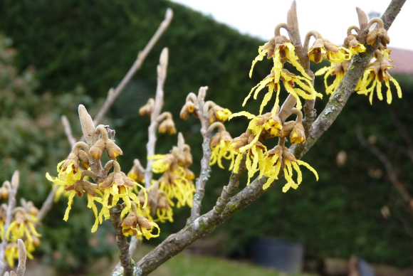 Hamamelis_04