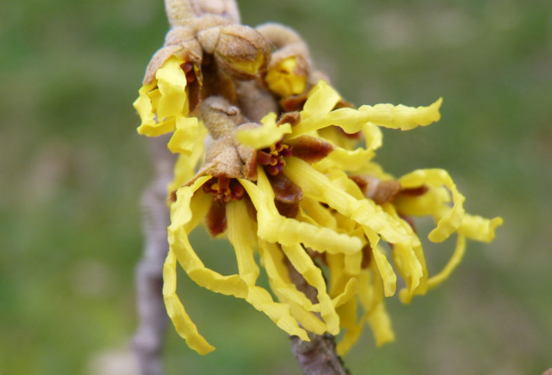 Hamamelis_02