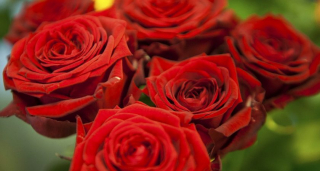 Roses s valentin
