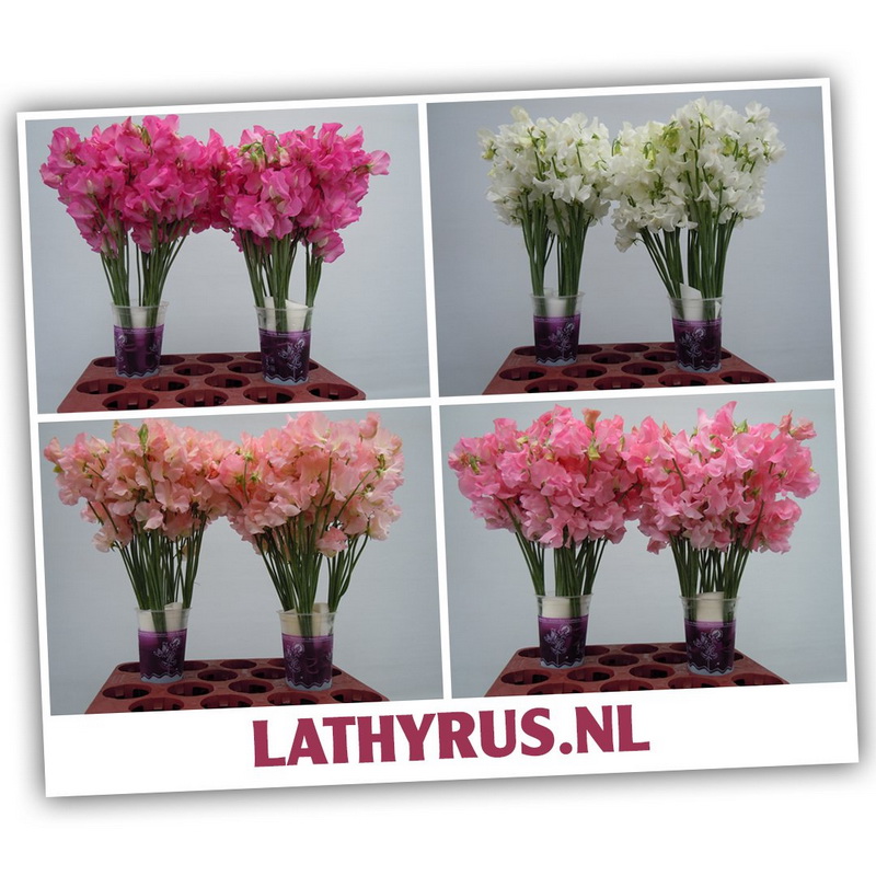 Lathyrus_04