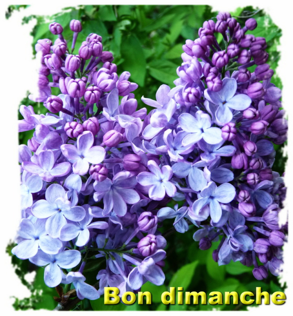 C'est dimanche - Le pouvoir des fleurs