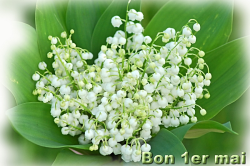 Muguet 2018