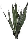 Yucca_feuille