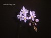 Phalaenopsis_equestris_var_ilocos