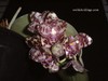 Phalaenopsis_gigantea_2