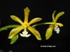 Phalaenopsis_mannii_flava_1