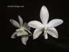 Phalaenopsis_tetraspis