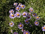 Aster_02