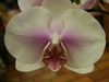 Phalaenopsis_20
