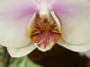 Phalaenopsis_22