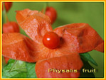 Physalis_fruit_01