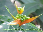 Heliconia_aurantiaca