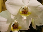Phalaenopsis_04