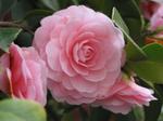 Camellia_rose_2