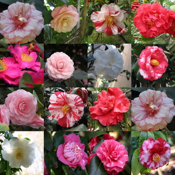 Varietes_camellias
