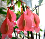 Begonia_tamaya_fleurs