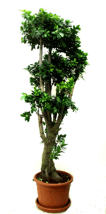 Ficus_ginseng_microcarpa_03