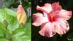 Hibiscus_rosa_sinensis