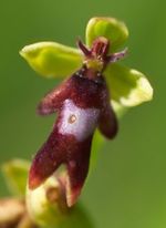Orchis_insectifira