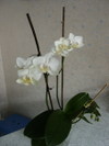 Orchides___07_1