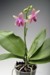 Phalaenopsis_23