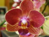 Phalaenopsis_27