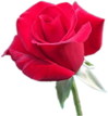 Rose_rouge_05